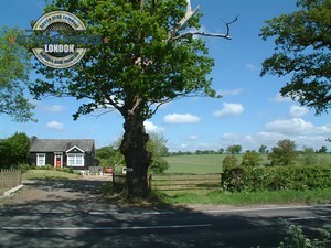 Botany-Bay-Tree