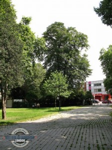 Tottenham-Green-Trees