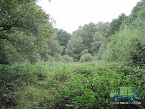 Rowley Green Common